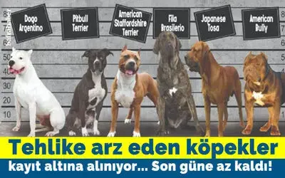 Tehlike arz eden köpek ırkları kayıt altına alınıyor!