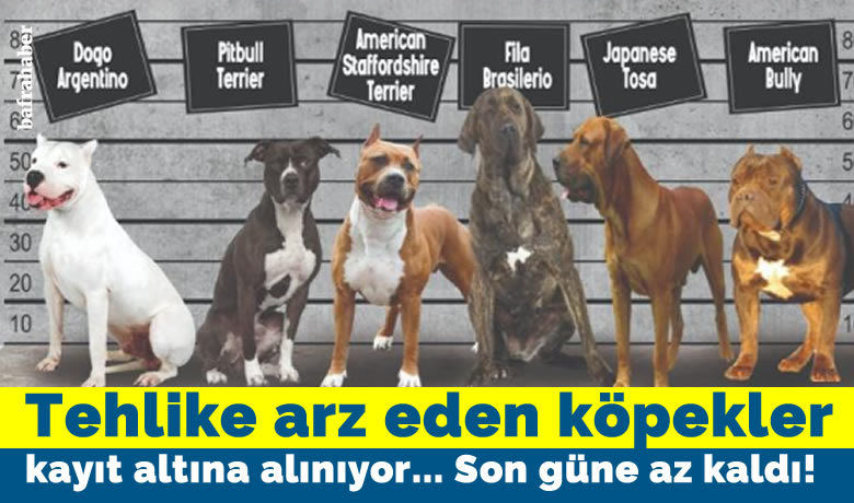 Tehlike arz eden köpekırkları kayıt altına alınıyor!