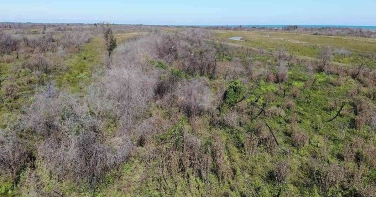Kızılırmak Deltası’nda yanan alan kendini yeniliyor
