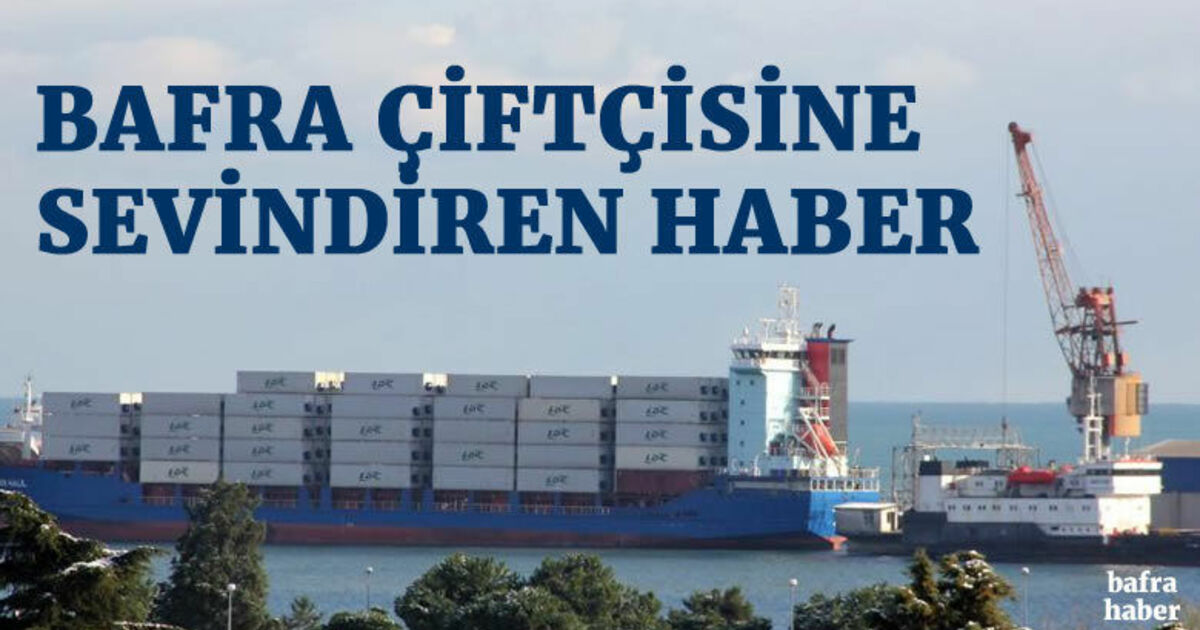Bafra çiftçisine sevindiren haber