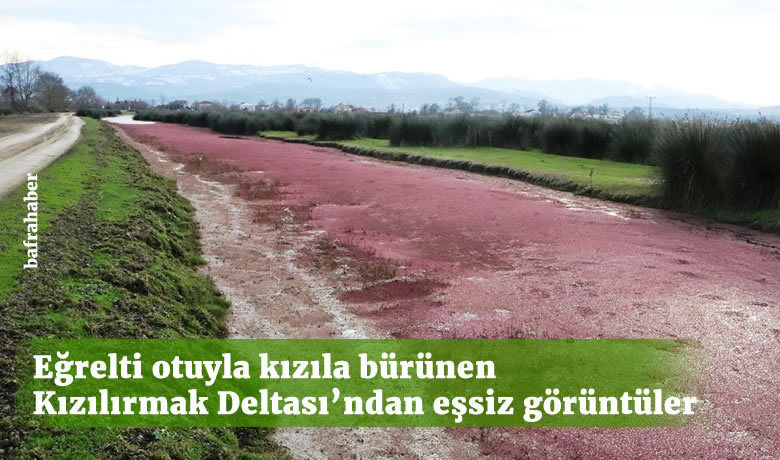 Eğrelti otuyla kızıla bürünenBafra Kızılırmak Deltası’ndan eşsiz görüntüler - ?Bir tür su eğrelti otu olan azolla filiculoides ile kaplanan UNESCO Geçici Miras Listesi’ndeki Kızılırmak Deltası Kuş Cenneti kızıla büründü. Su yüzeyini tamamen kaplayan eğrelti otu, eşsiz görüntüler oluşturdu.