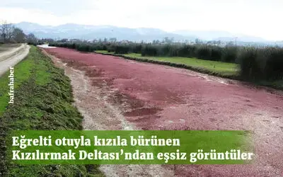 Eğrelti otuyla kızıla bürünen Bafra Kızılırmak Deltası’ndan eşsiz görüntüler