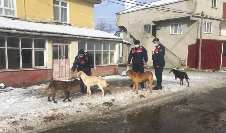 Alaçam Jandarması sokak hayvanlarını unutmadı
