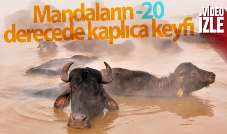 Mandaların eksi 20 derecede kaplıca keyfi - Bitlis’in Güroymak ilçesine bağlı Budaklı köyündeki mandalar, hava sıcaklığının yaklaşık eksi 20 dereceyi bulduğu kış günlerinde kaplıca suyuna girerek adeta stres atıp keyif sürüyor.