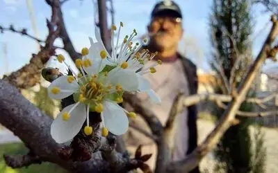 Samsun’da erik ağacı Aralık ayında çiçek açtı
