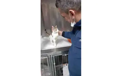 Yaralı kedi şefkatli ellerde sağlığına kavuştu
