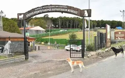 1585 sokak hayvanı tedavi edildi, 391 sokak hayvanı sahiplendirildi
