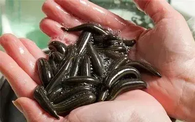 Samsun’da tıbbi sülük yetiştiriciliğine rağbet artıyor
