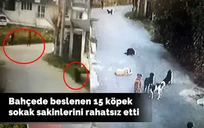 Bahçede Beslenen 15 Köpek Sokak Sakinlerini Rahatsız Etti