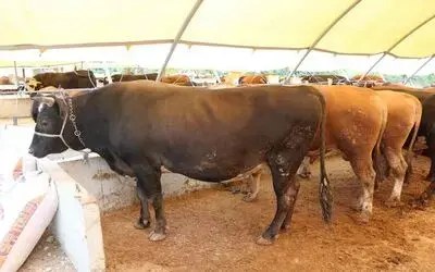 Sığırların boyu büyüdü, lezzeti azaldı

