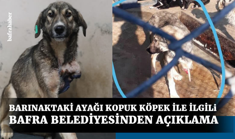 Barınaktaki Ayağı Kopuk Köpek İle İlgili Bafra Belediyesinden Açıklama