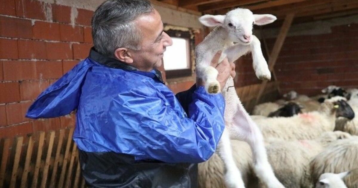 Samsun’da yerel ırk koyun keçi yetiştiricisine destek