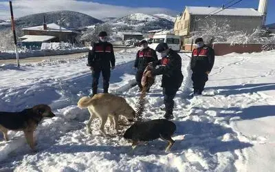 Jandarma sokak hayvanlarını unutmadı

