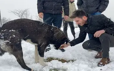Çarşamba’da sokak hayvanlarına mama dağıtıldı
