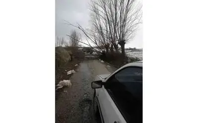 Samsun’da fırtına ağaçları devirdi
