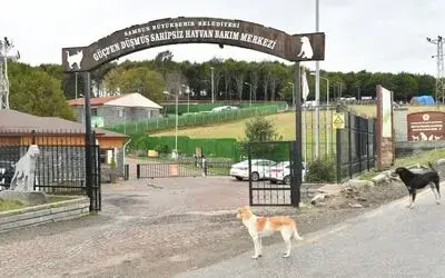 Samsun’da 137 yasaklı ırk köpek bakım merkezine bırakıldı
