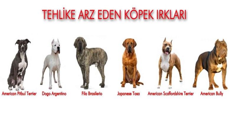 Samsun’da 331 adet tehlike arzeden hayvan kayıt altına alındı - Samsun genelinde kısırlaştırma işlemi yapılan 331 adet tehlike arz eden köpeklere mikroçip uygulanarak, ’Ev Hayvanı Kayıt Sistemi’ne(PETVET) kayıt işlemleri yapıldı.
