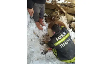 Mahsur kalan hayvanları itfaiye kurtardı
