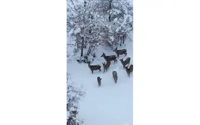 Aç kalan geyikler mahallelere indi
