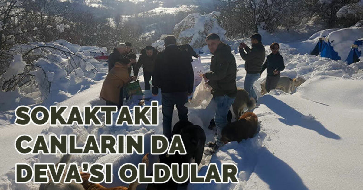 Sokaktaki Canların Da Deva’sı Oldular