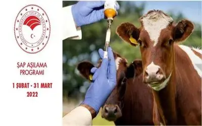 Samsun’da ilkbahar şap aşılama programı başlıyor
