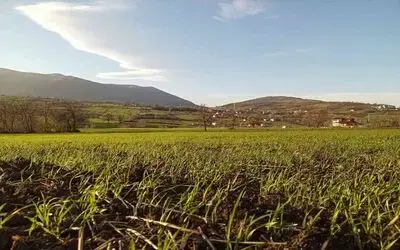 Müdür Sağlam’dan çiftçilere ’tarım sigortası’ uyarısı
