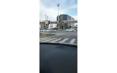 Yeşilde yaya geçidinden yürüyerek geçen karga şaşırttı
