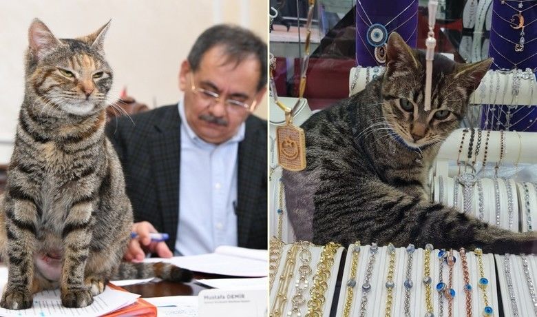 İki şanslı kedi: Mayıs ve Zeytin
 - SAMSUN (İHA) – Samsun’un en şanslı kedileri Mayıs ve Zeytin. Biri belediye başkanlığı makamında gününü geçirirken, diğeri gümüşlerin üzerinde uyuyor.