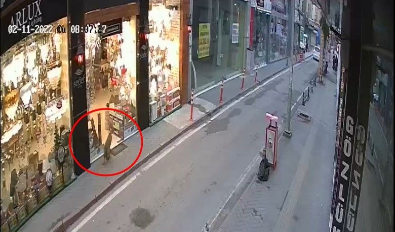 Samsun şehir merkezinde ’tilki’ paniği

