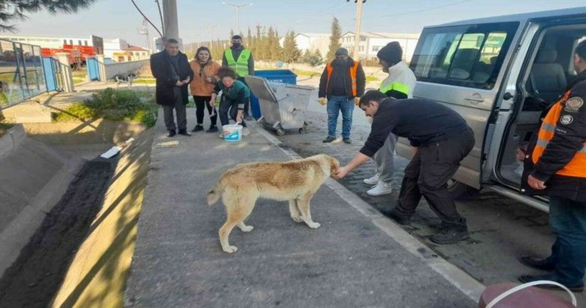 Bafra Belediyesi ve gönüllüler sokak hayvanlarını besledi