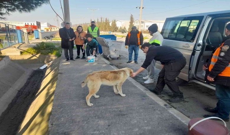 Bafra Belediyesi vegönüllüler sokak hayvanlarını besledi - Bafra Belediyesi ekipleri ile gönüllüler el ele vererek sokak hayvanlarını besledi.
