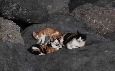 Kayalıklar kedilerin barınağı haline geldi
