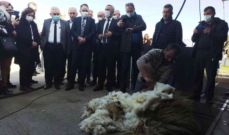 Küçükbaş hayvanlar için kırkımmakinesi ve püskürtmeli banyoluk dağıtıldı - Samsun’un Bafra ilçesinde İl Tarım ve Orman Müdürlüğü koordinesinde ve Samsun ili Damızlık Koyun, Keçi yetiştiricileri Birliği katkısıyla il genelinde koyunlar da püskürtmeli banyoluk projesi kapsamında püskürtmeli seyyar banyoluk ve kırkım makinesi dağıtım töreni düzenlendi.