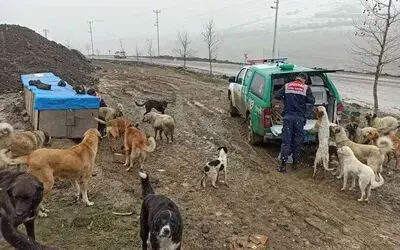 Jandarmadan sokak hayvanlarına şefkat eli
