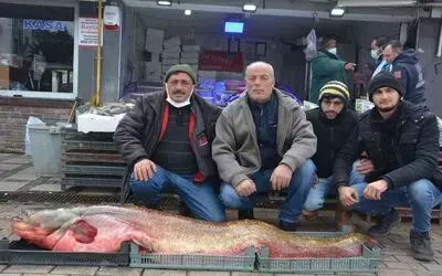 Dev yayın balığı görenleri hayrete düşürdü
