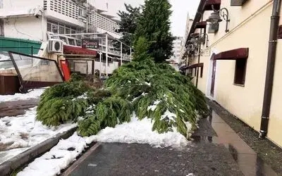Samsun’da kar nedeniyle ağaç yıkıldı
