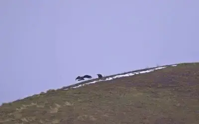 Şah kartallar izleniyor
