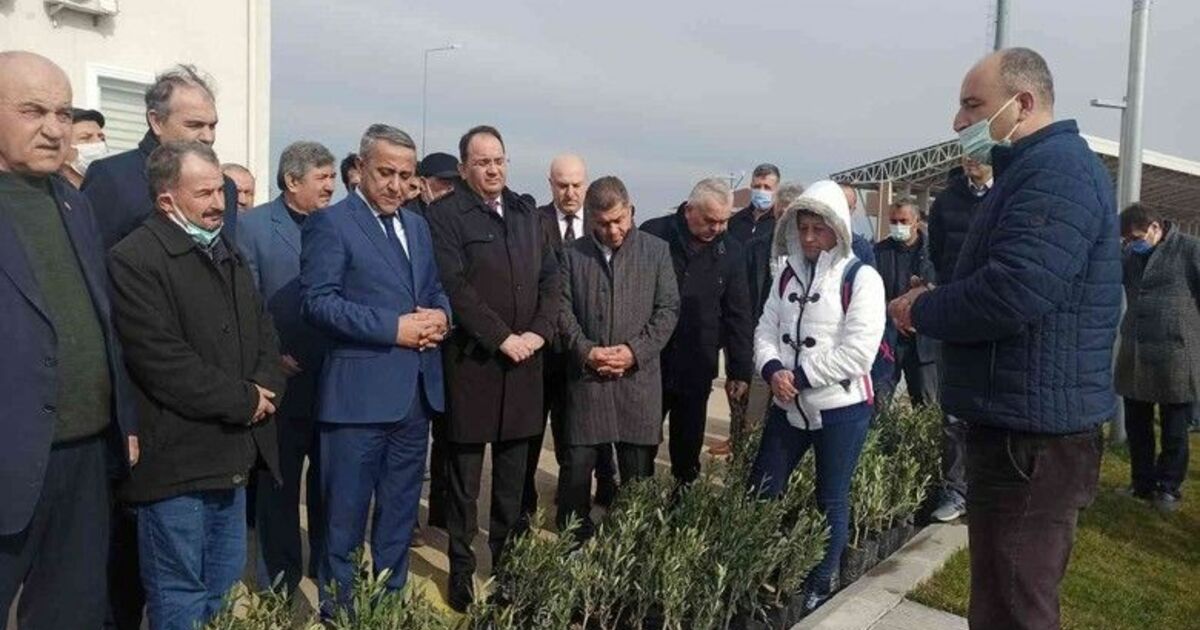 Bafra'da zeytin fidanı dağıtıldı 