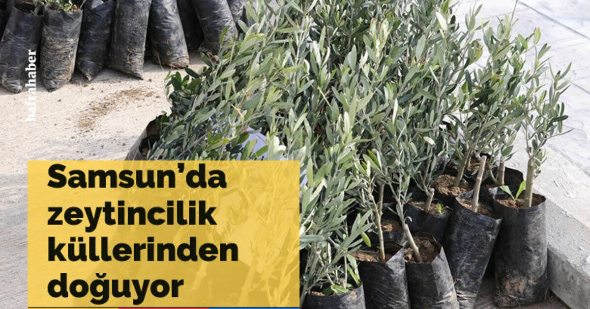 Samsun zeytincilikte küllerinden doğuyor