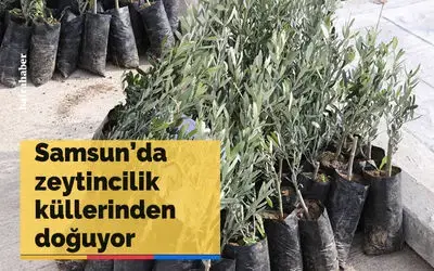 Samsun zeytincilikte küllerinden doğuyor