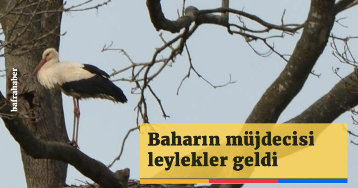 Baharın müjdecisi leylekler geldi