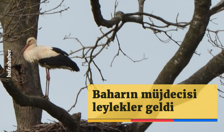 Baharın müjdecisi leylekler geldi - Afrika’dan 7 bin kilometre yol kat ederek Türkiye’ye gelmeye başlayan leylekler, Kızılırmak Deltası Kuş Cenneti’nde bulunan ’Leylek Ormanı’nda yuvalarını onarmaya başladı.