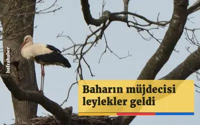 Baharın müjdecisi leylekler geldi