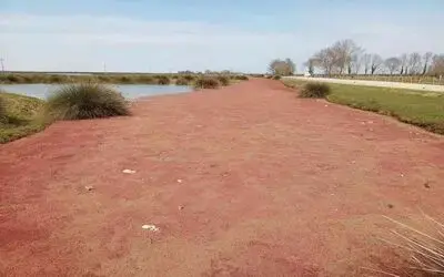 Kızılırmak Deltası kızıla büründü
