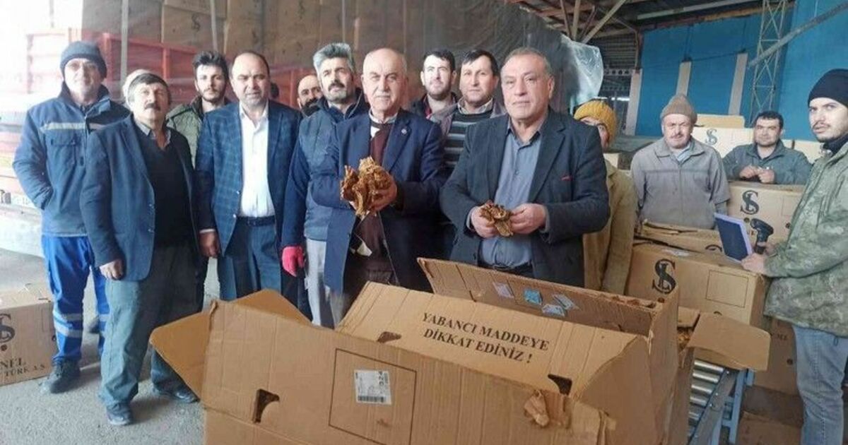 Tütün çiftçisi boğaz tokluğuna çalışıyor