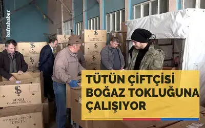 Tütün çiftçisi boğaz tokluğuna çalışıyor