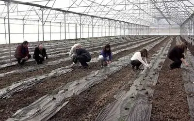 Örtü altı domates fideleri toprakla buluştu
