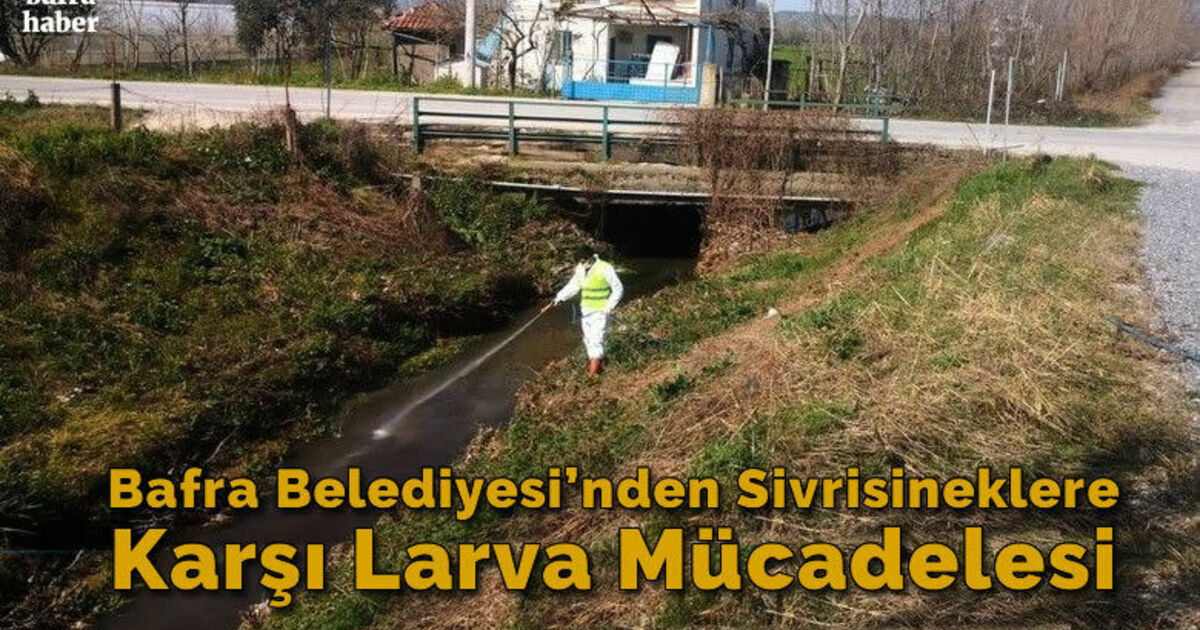 Bafra Belediyesi’nden sivrisineklere karşı larva mücadelesi
