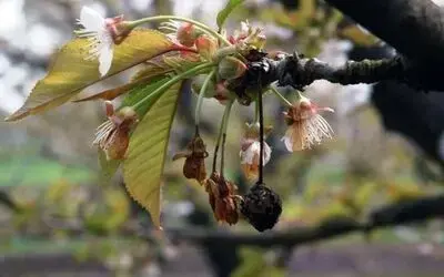Çiçek monilyası ilaçlama zamanı
