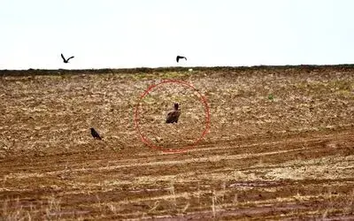 Dünyada nesli tehlike altında olan kara akbabalar gözlemlendi
